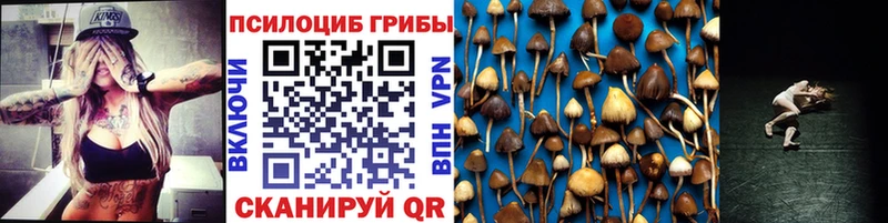 Галлюциногенные грибы Psilocybe  где купить наркотик  Невинномысск 